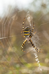 Wasp Spider