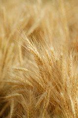 Field of golden wheat