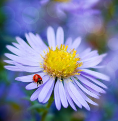 ladybug and daisy on a blue background