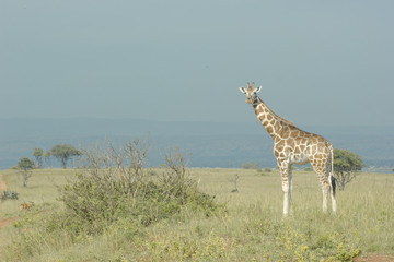 Giraffe in Uganda National Park