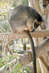 Lumholtz Tree-kangaroo
