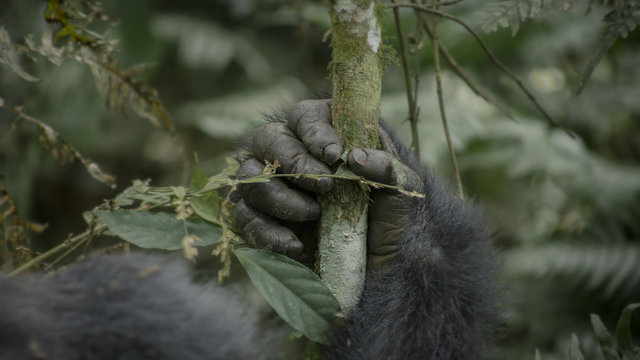 Gorilla in Bwindi National Park Uganda