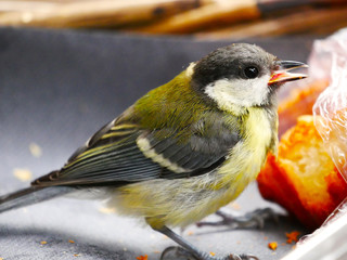 Oiseau