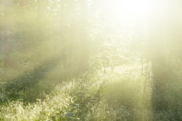 Forest landscape in high key
