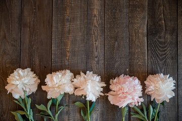 beautiful light beige and pink peonies on a dark wooden background