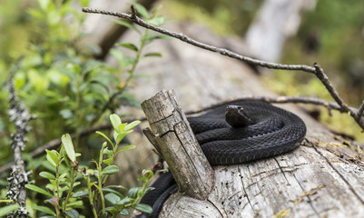 Beautiful black common viper (Vipera berus) in a natural habitat, curled up in a ball on an old fallen tree in the forest. Close-up.