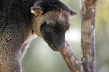 Lumholtz Tree-kangaroo