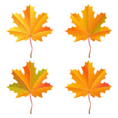 Set of realistic orange maple leaves. Autumn vector illustration.
