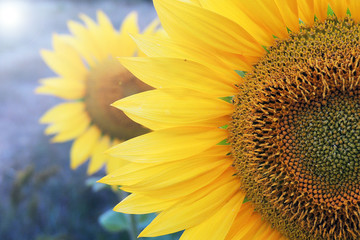 sunflower in field