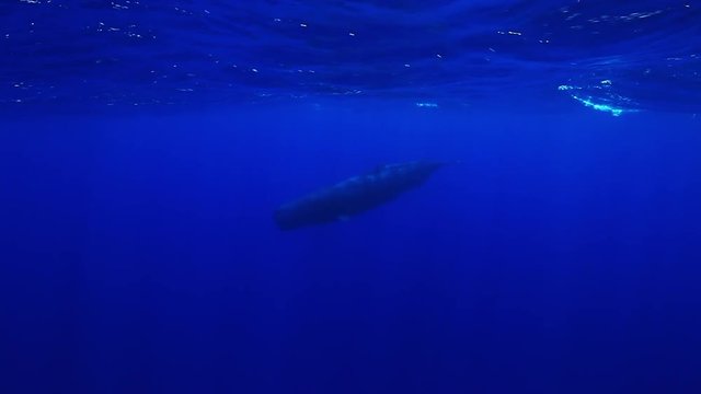 Sperm whale swims in deep ocean