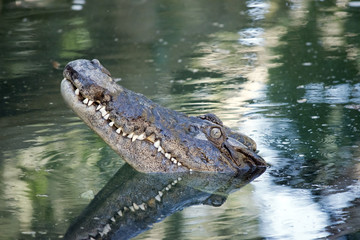 salt water crocodile