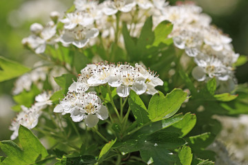 Hawthorn flowers