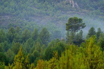 Green tree forest background, beautiful view on fresh pines 
