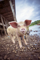 Pig at river San Juan in El Castillo