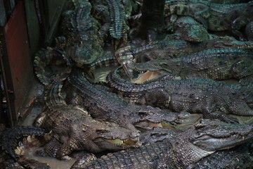 Crocodiles