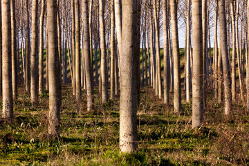 Fototapeta premium cottonwoods cultivation