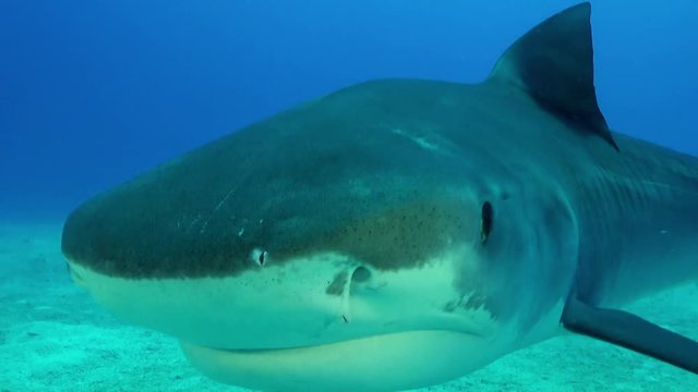 Tiger shark swims close to diver, POV