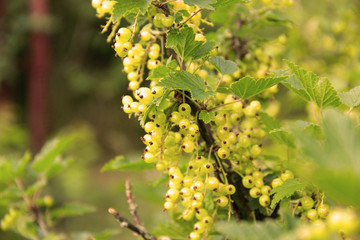 unripe red currant berries