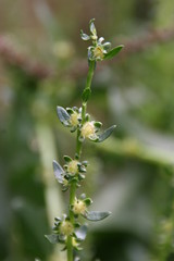 Mangoldblüte/ Beta vulgaris