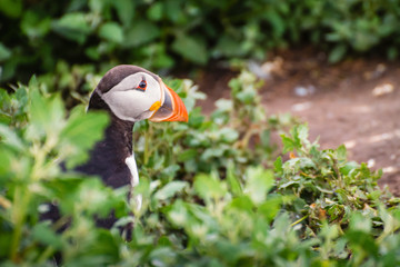 Farne Islands Puffin Close-up / Puffins winter in the oceans, returning to land for the breeding season where they nest in burrows
