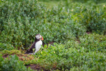 Farne islands Puffin walks to burrow / Puffins winter in the oceans, returning to land for the breeding season where they nest in burrows
