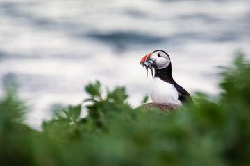 Farne Islands Puffin with Sand Eels / Puffins winter in the oceans, returning to land for the breeding season where they nest in burrows