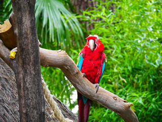 Perroquet © photoloulou91