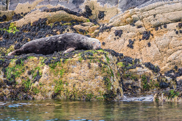 Resting Farne Island Grey Seal / The Farne Islands are a breeding ground for Grey Seals. They usually pup in the autumn months