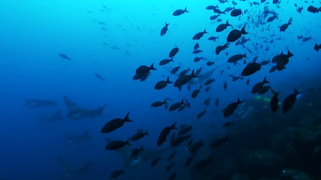 Scuba diver photographs manta rays, Galapagos