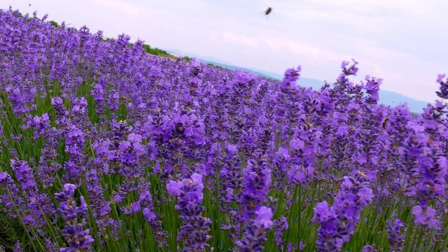Blooming lavender near Kazanlak Bulgaria. Lavender produces essential oil, which is a major raw material for the perfumery and pharmaceutical industry.