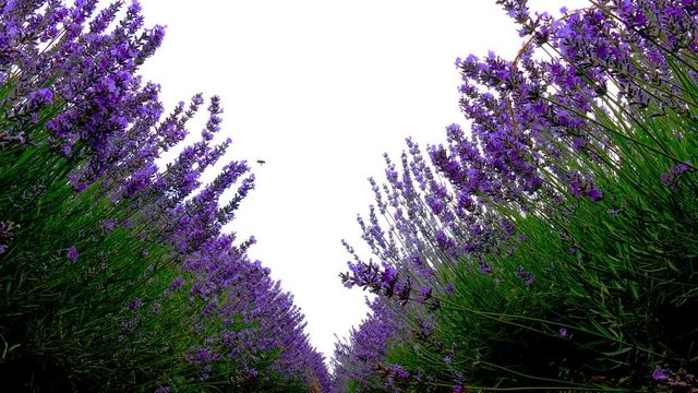 Blooming lavender near Kazanlak Bulgaria. Lavender produces essential oil, which is a major raw material for the perfumery and pharmaceutical industry.
