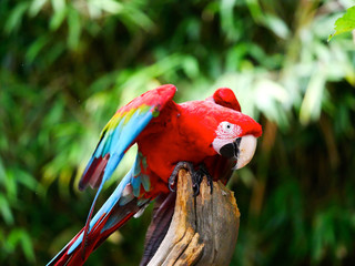 Perroquet © photoloulou91