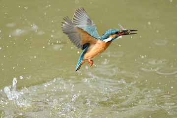 カワセミの捕食