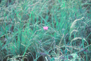 flowers in the field