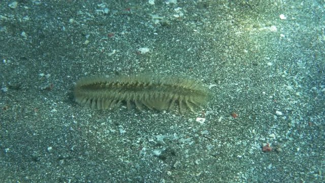 Bristle worm on ocean floor in Bali, underwater scuba POV