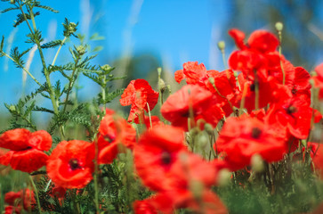 Clump of blurry red poppies.