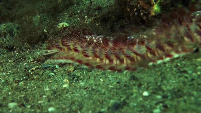 Close up, sea worm on ocean floor