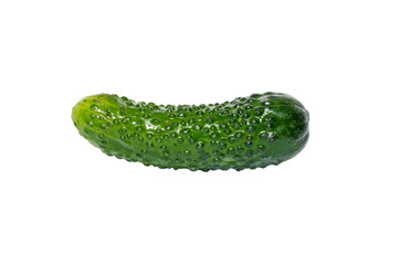 Cucumber
