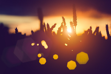 Silhouette of wheat ears and grass straw at sunset light. Natural light back lit. Beautiful angular...