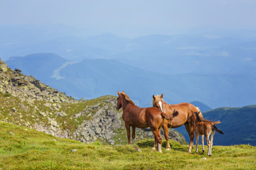 Fototapeta na wymiar Horses in a meadow. Family with little foal