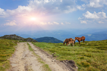 Fototapeta na wymiar Horses in the green foothills of the Drakensberg mountains, South Africa