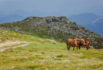 Fototapeta na wymiar Horses in a meadow. Family with little foal