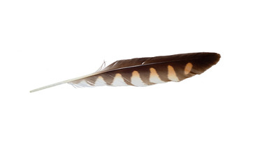 Falcon feather