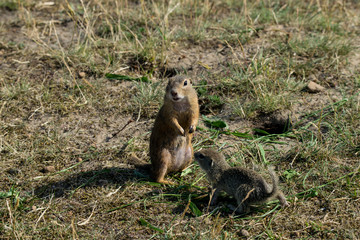 marmot