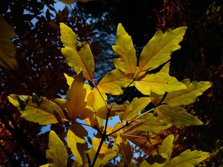 Translucent Acer Tree Leaves