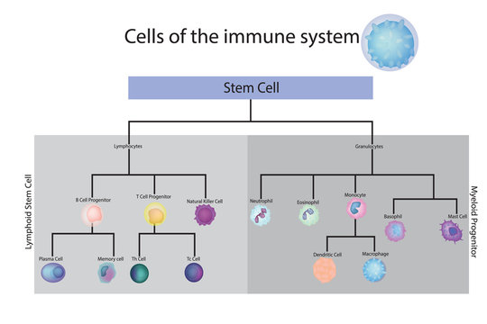 Cells Of The Immune System