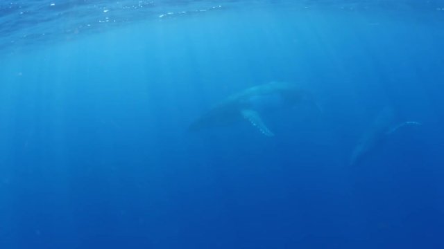 Humpback whales spin in open water, POV