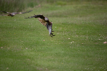 Red kite