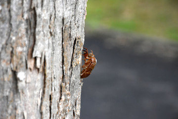 日本の昆虫「蝉の抜け殻」廃人同様の、茫然自失、活力のない、第二の人生へ、旅立った、夏の暑い日、あの夏の日などのイメージ