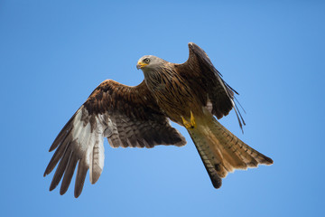 Red kite